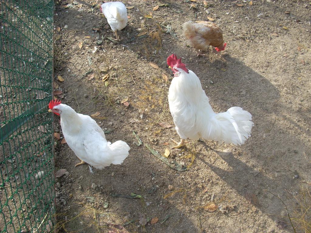 La Rosa Farm stay